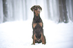 adult Doberman Pinscher