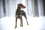 adult Doberman Pinscher