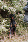 Doberman Pinscher