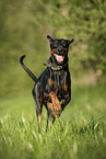 Doberman Pinscher