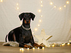 Doberman Pischer in christmas decoration