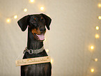 Doberman Pischer in christmas decoration