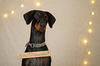 Doberman Pischer in christmas decoration