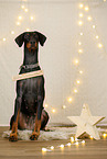 Doberman Pischer in christmas decoration