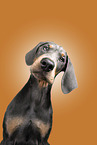 young Doberman Pinscher