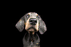 young Doberman Pinscher