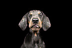 young Doberman Pinscher