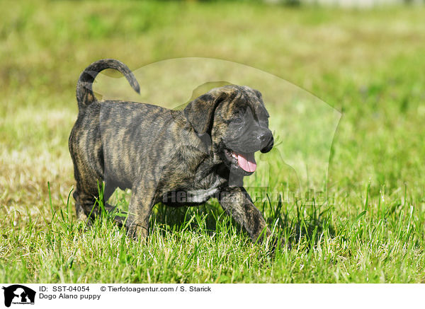 Dogo Alano puppy / SST-04054