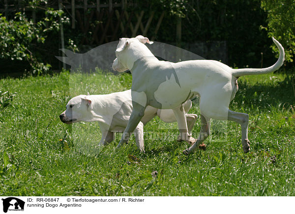 running Dogo Argentino / RR-06847