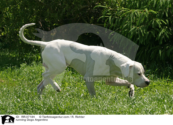 running Dogo Argentino / RR-07184