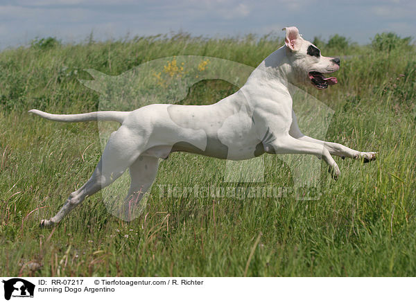 running Dogo Argentino / RR-07217