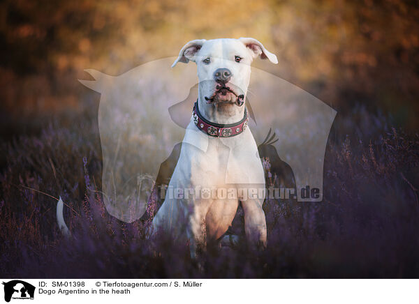 Dogo Argentino in der Heide / Dogo Argentino in the heath / SM-01398