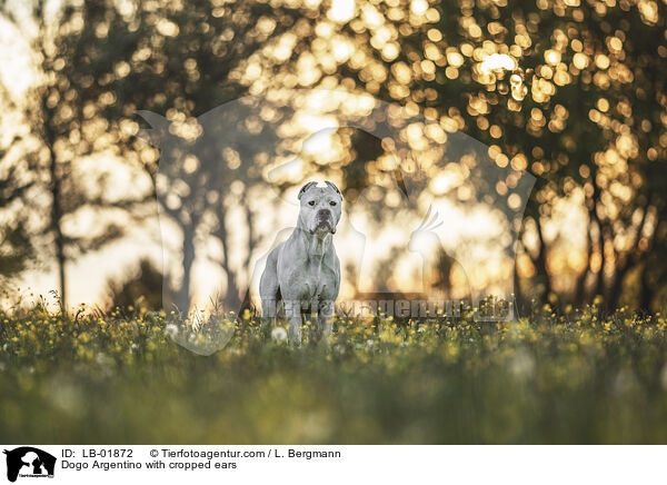 Dogo Argentino mit kupierten Ohren / Dogo Argentino with cropped ears / LB-01872