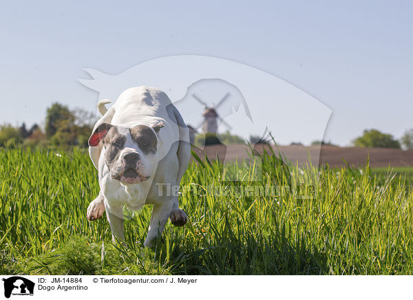 Dogo Argentino / Dogo Argentino / JM-14884