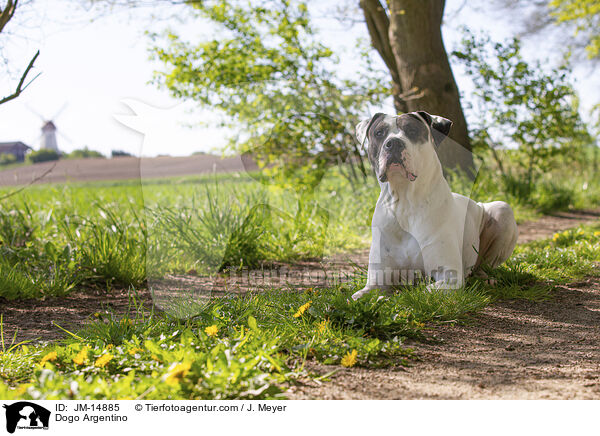 Dogo Argentino / JM-14885