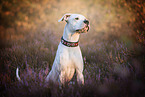 Dogo Argentino in the heath