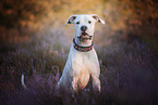 Dogo Argentino in the heath