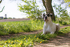 Dogo Argentino