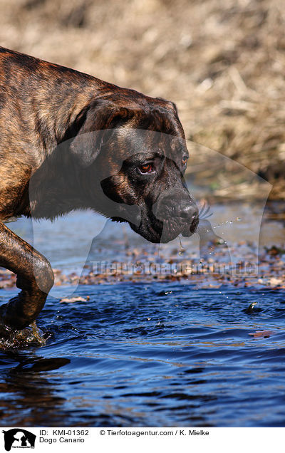 Dogo Canario / Dogo Canario / KMI-01362