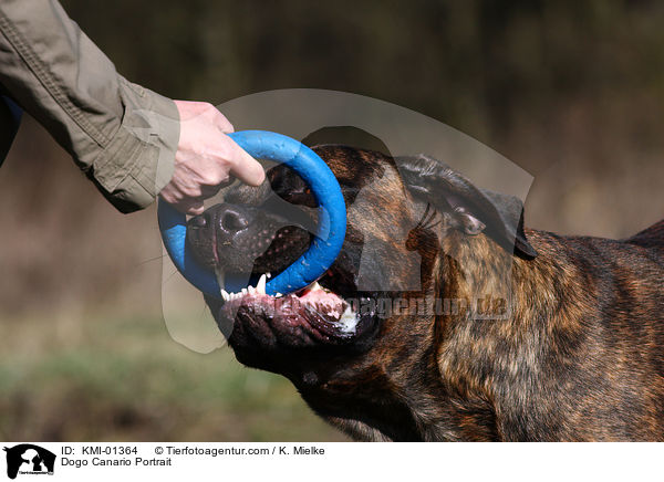Dogo Canario Portrait / Dogo Canario Portrait / KMI-01364