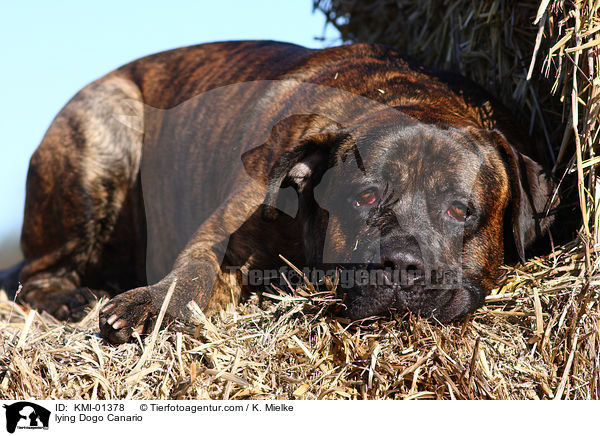 liegender Dogo Canario / lying Dogo Canario / KMI-01378