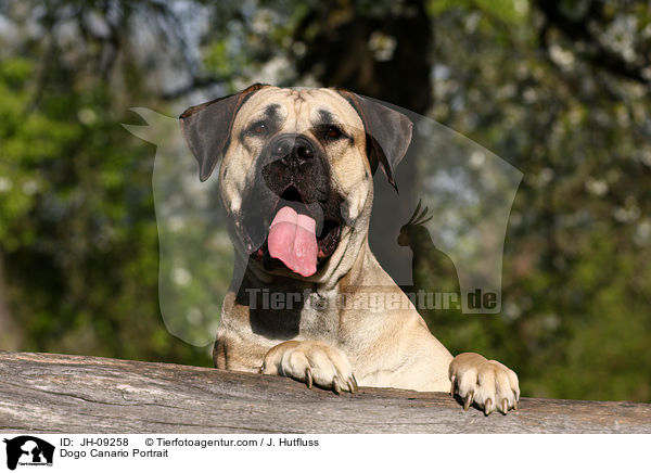 Dogo Canario Portrait / Dogo Canario Portrait / JH-09258