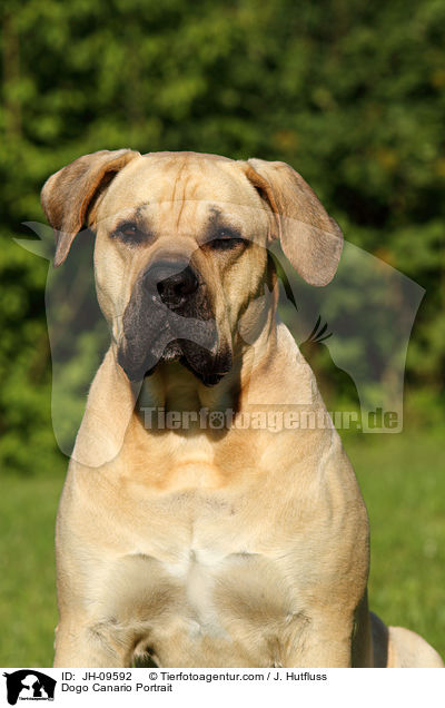 Dogo Canario Portrait / Dogo Canario Portrait / JH-09592