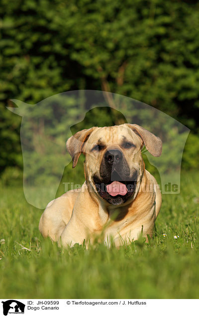 Dogo Canario / Dogo Canario / JH-09599