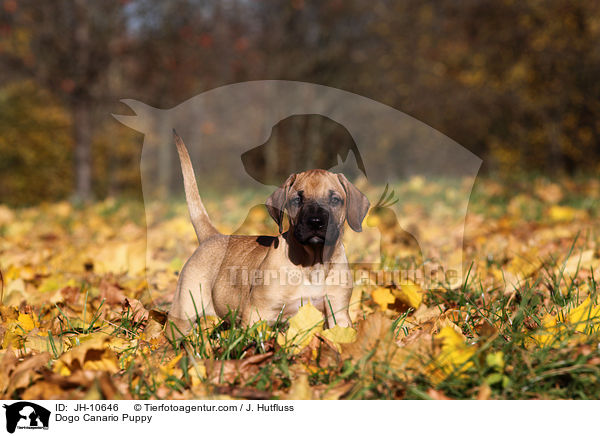 Dogo Canario Welpe / Dogo Canario Puppy / JH-10646