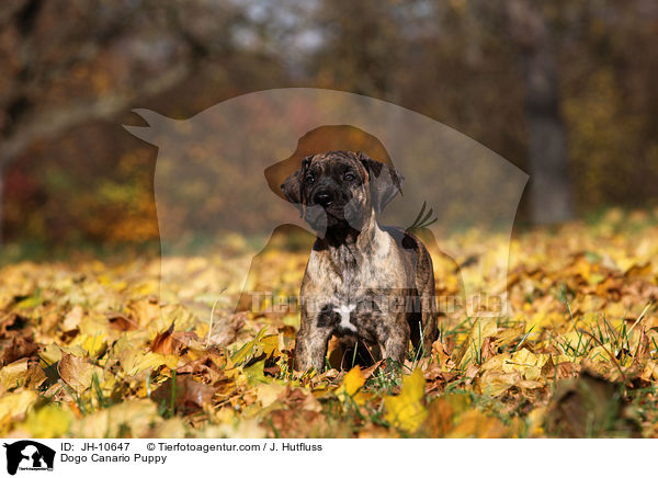 Dogo Canario Welpe / Dogo Canario Puppy / JH-10647