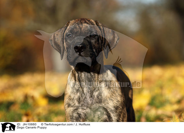 Dogo Canario Welpe / Dogo Canario Puppy / JH-10660