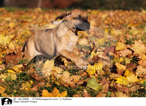 Dogo Canario Welpe / Dogo Canario Puppy / JH-10666