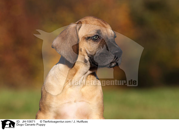 Dogo Canario Puppy / JH-10671