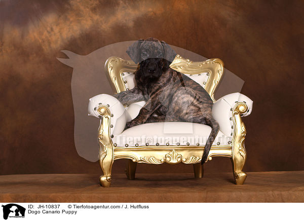 Dogo Canario Welpe / Dogo Canario Puppy / JH-10837