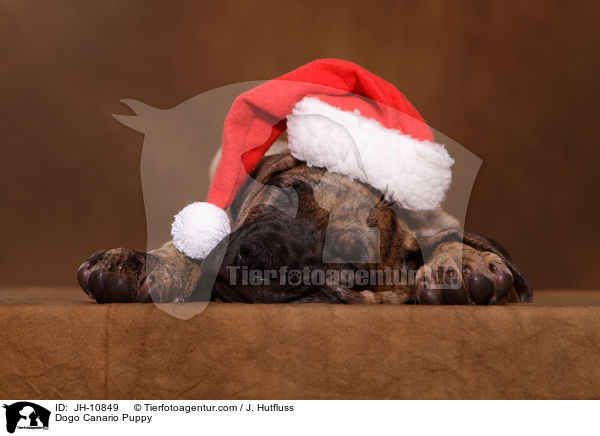 Dogo Canario Welpe / Dogo Canario Puppy / JH-10849