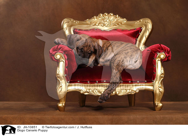 Dogo Canario Welpe / Dogo Canario Puppy / JH-10851