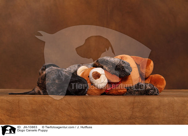 Dogo Canario Welpe / Dogo Canario Puppy / JH-10863