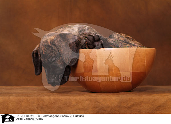 Dogo Canario Welpe / Dogo Canario Puppy / JH-10864