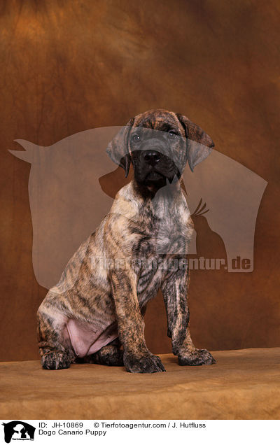 Dogo Canario Welpe / Dogo Canario Puppy / JH-10869