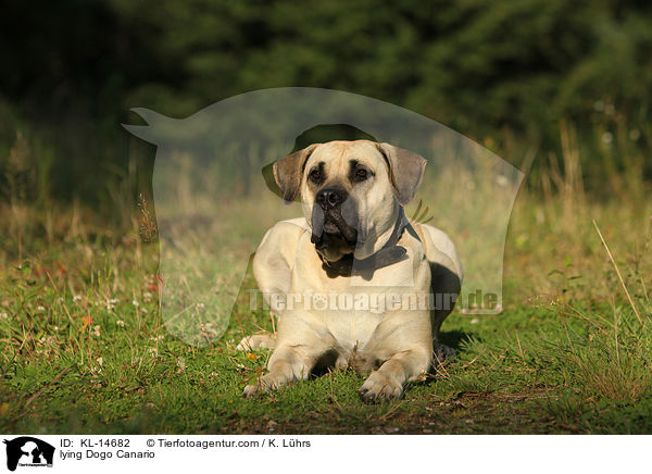 liegender Dogo Canario / lying Dogo Canario / KL-14682