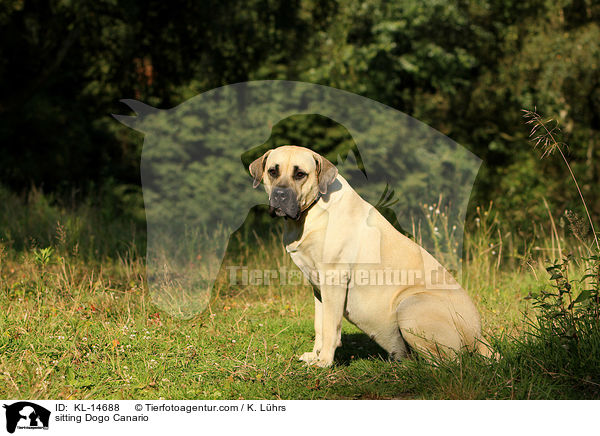 sitzender Dogo Canario / sitting Dogo Canario / KL-14688