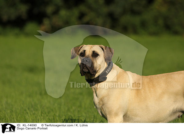 Dogo Canario Portrait / Dogo Canario Portrait / KL-14690