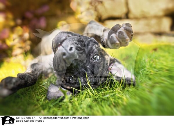 Dogo Canario Welpe / Dogo Canario Puppy / BS-08817