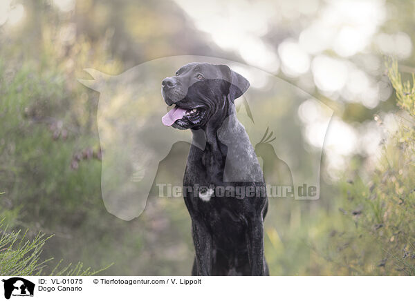 Dogo Canario / VL-01075