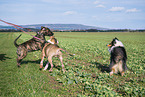 dogs