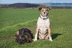 Dogo Canario