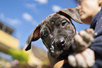 Dogo Canario Puppy