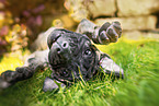 Dogo Canario Puppy