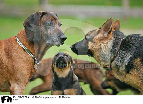dogs / RR-00793