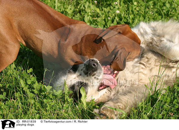 spielende hunde / playing dogs / RR-01839